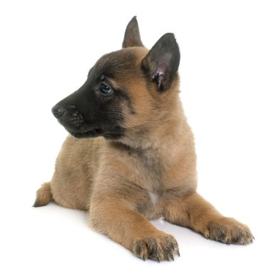 yavru çoban Belçikalı malinois