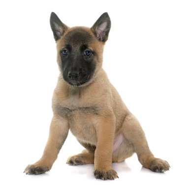 yavru çoban Belçikalı malinois