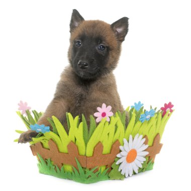 yavru çoban Belçikalı malinois