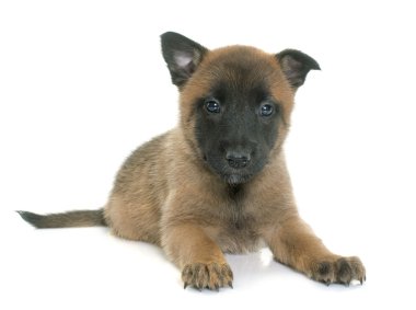 yavru çoban Belçikalı malinois