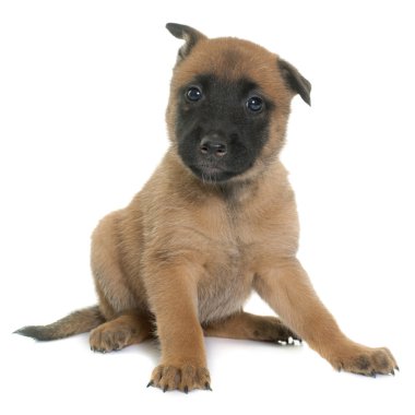 yavru çoban Belçikalı malinois