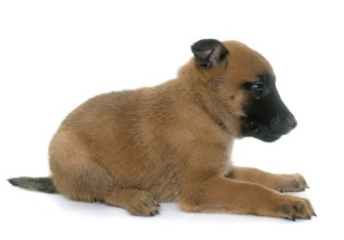 yavru çoban Belçikalı malinois