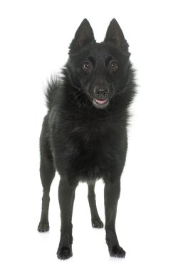Genç Schipperke köpek