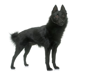 Genç Schipperke köpek