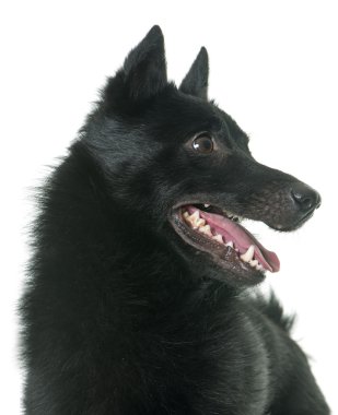 Genç Schipperke köpek