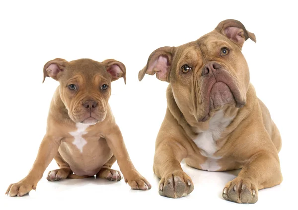 Puppy en adult oud Engels bulldog — Stockfoto