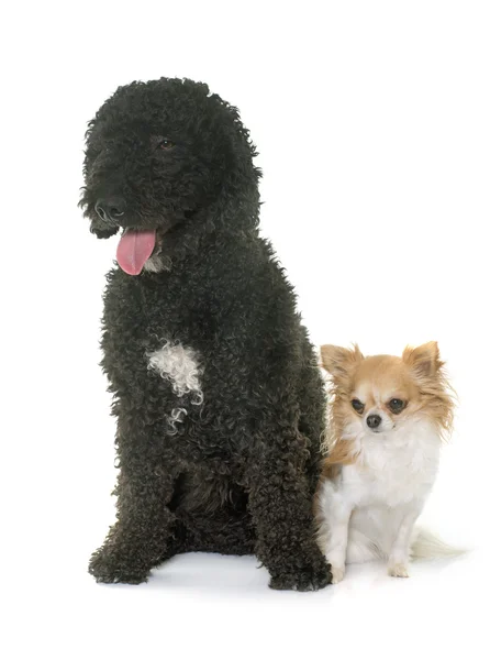 Spanish water dog and chihuahua — Stock Photo, Image