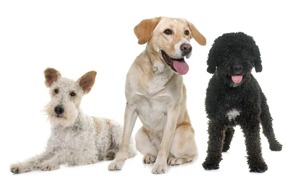 Tres perros de raza pura — Foto de Stock