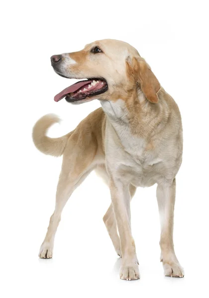 Vrouwelijke labrador retriever — Stockfoto