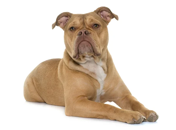 Gammel engelsk bulldog – stockfoto