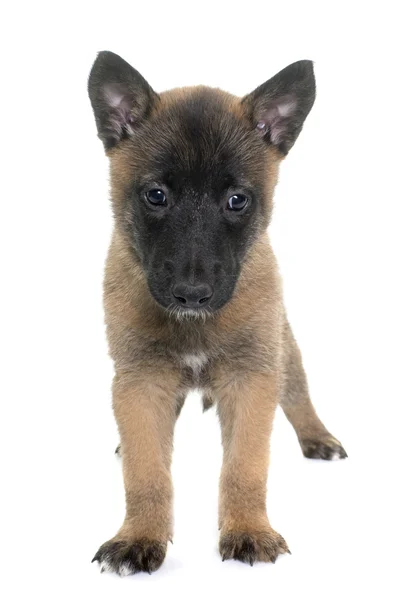 Welpe belgischer Schäferhund malinois — Stockfoto