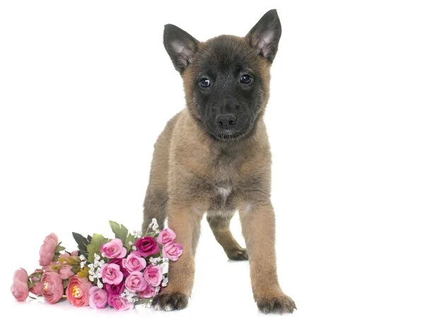 Štěně belgického ovčáka malinois — Stock fotografie