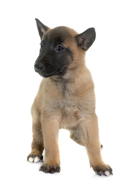 Yavru çoban Belçikalı malinois — Stok fotoğraf