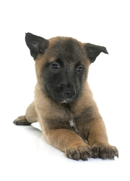 Valp belgisk vallhund malinois — Stockfoto