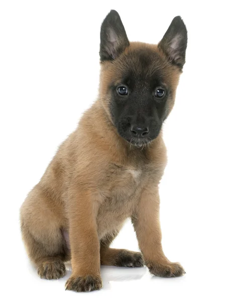 Štěně belgického ovčáka malinois — Stock fotografie