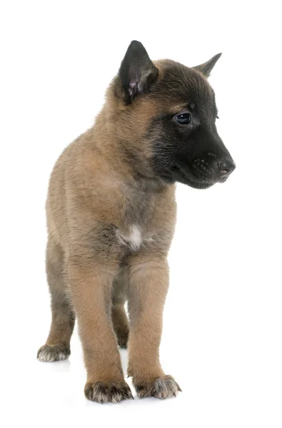 Filhote de cachorro pastor belga malinois — Fotografia de Stock