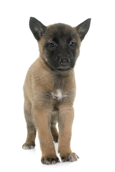 Filhote de cachorro pastor belga malinois — Fotografia de Stock