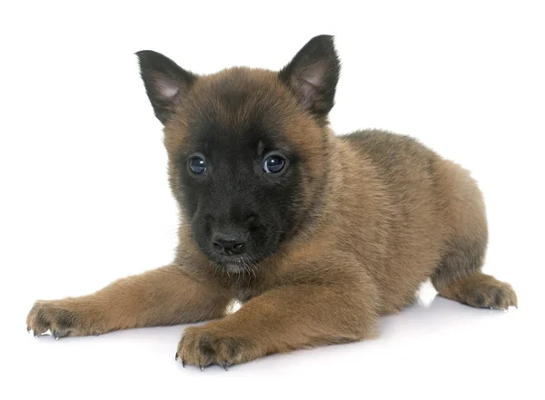 ベルギーの羊飼いの子犬マリノア — ストック写真