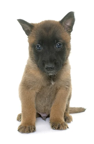 Puppy Belgische herder Mechelaar — Stockfoto