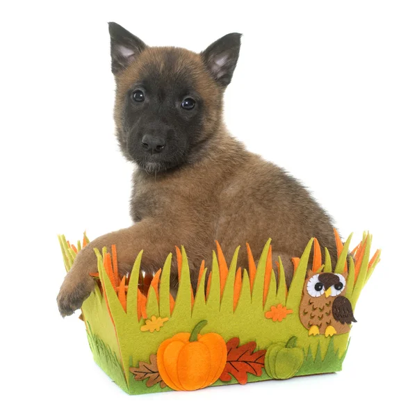 Belga juhászkutya-malinois kiskutya — Stock Fotó