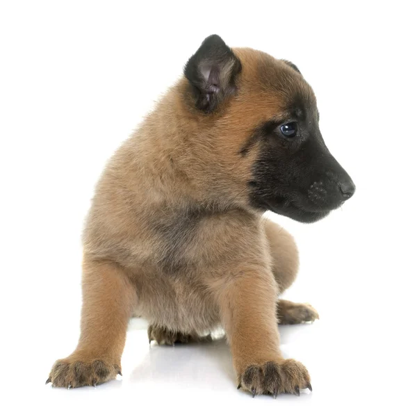 Štěně belgického ovčáka malinois — Stock fotografie