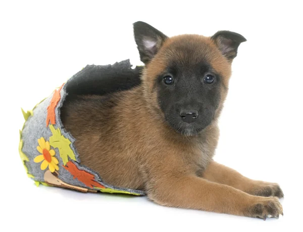 Puppy belgian shepherd malinois — Stock Photo, Image