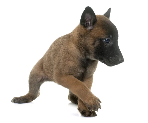 Puppy belgian shepherd malinois — Stock Photo, Image