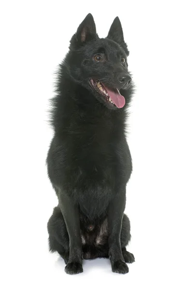Νέο σκυλί Schipperke — Φωτογραφία Αρχείου