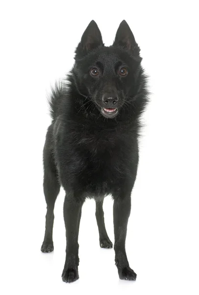 Joven perro Schipperke — Foto de Stock