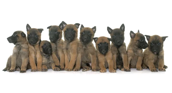 Cuccioli pastore belga malinois — Foto Stock