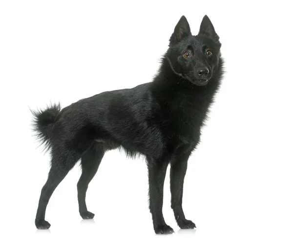 Jovem cão Schipperke — Fotografia de Stock