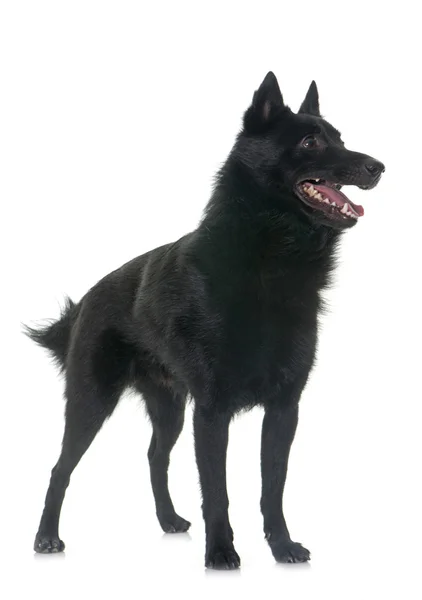 Jovem cão Schipperke — Fotografia de Stock