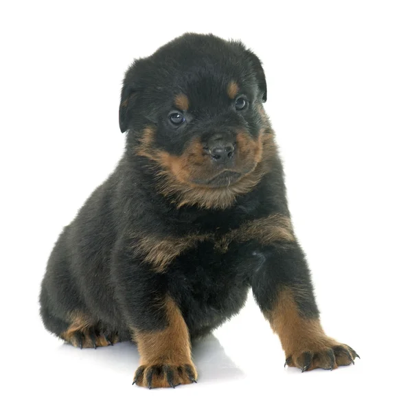 Jovem cachorro rottweiler — Fotografia de Stock