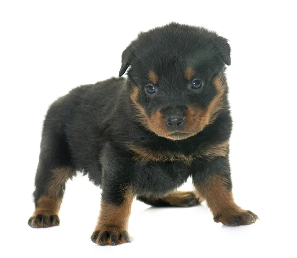 Young puppy rottweiler — Stock Photo, Image