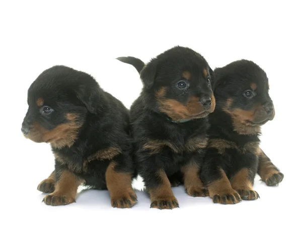 Cachorros jóvenes rottweiler —  Fotos de Stock