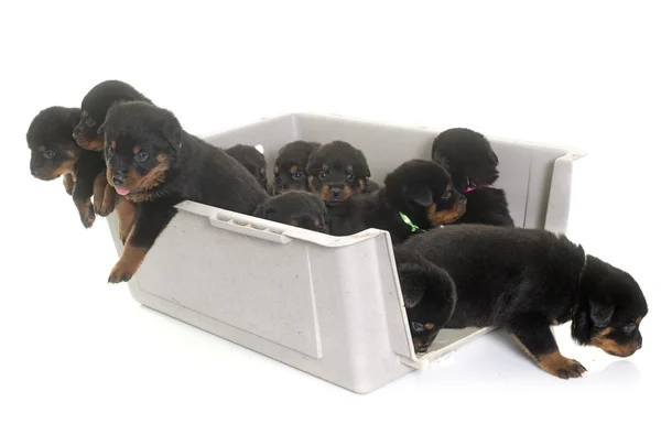 Молодые щенки ротвейлер в питомнике — стоковое фото