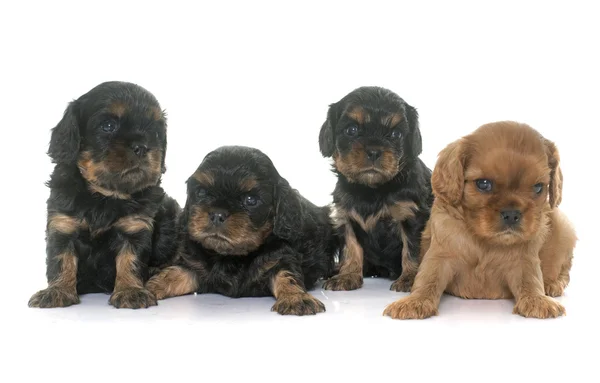 Cachorros cavalier rey charles — Foto de Stock