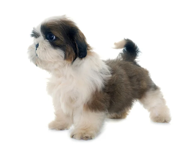 Valp shih tzu — Stockfoto