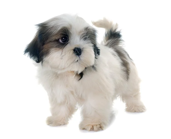 Szczeniak shih tzu — Zdjęcie stockowe