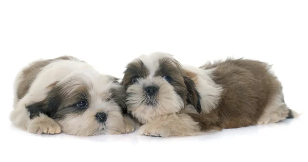 Cuccioli shih tzu — Foto Stock