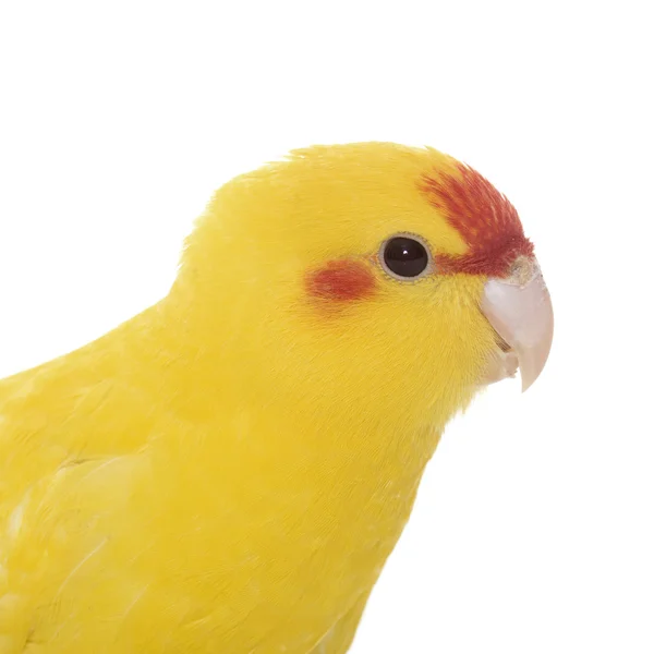 Red-fronted Kakariki parakeet — Stock Photo, Image