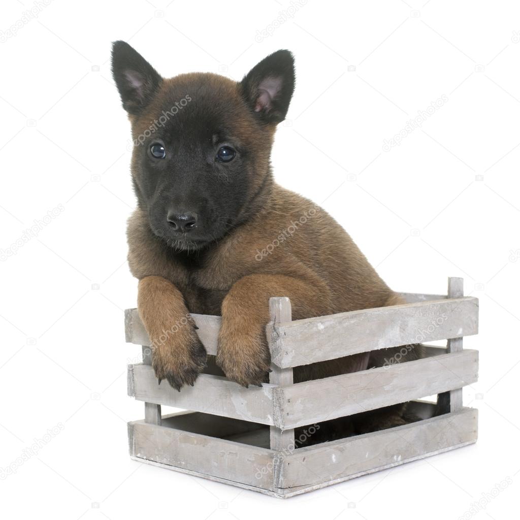 puppy belgian shepherd malinois