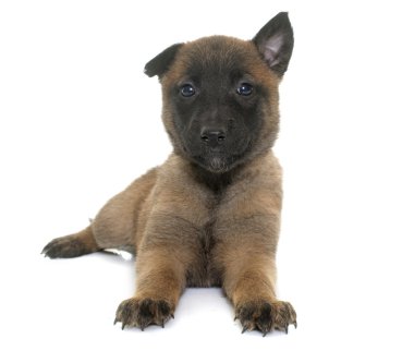 yavru çoban Belçikalı malinois
