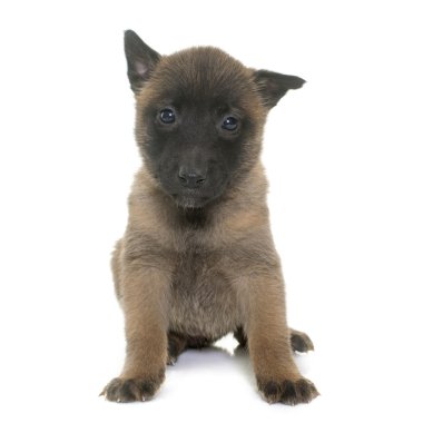 yavru çoban Belçikalı malinois