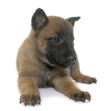 yavru çoban Belçikalı malinois