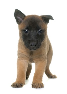 yavru çoban Belçikalı malinois