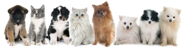 Puppies and kitten — Stock Photo, Image