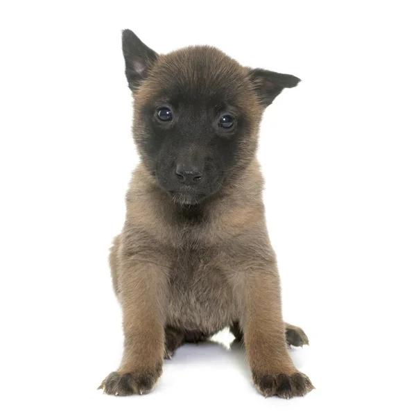 Puppy Belgische herder Mechelaar — Stockfoto