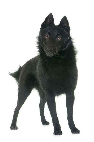 Молодая собака Шипперке — стоковое фото
