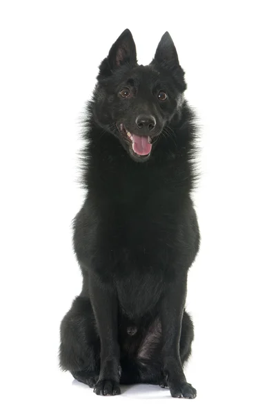 Joven perro Schipperke —  Fotos de Stock